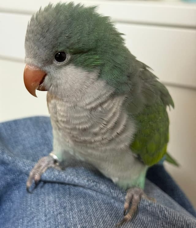 Abu Chicken Story (19/04 - 19/10/2025) - LingOrm